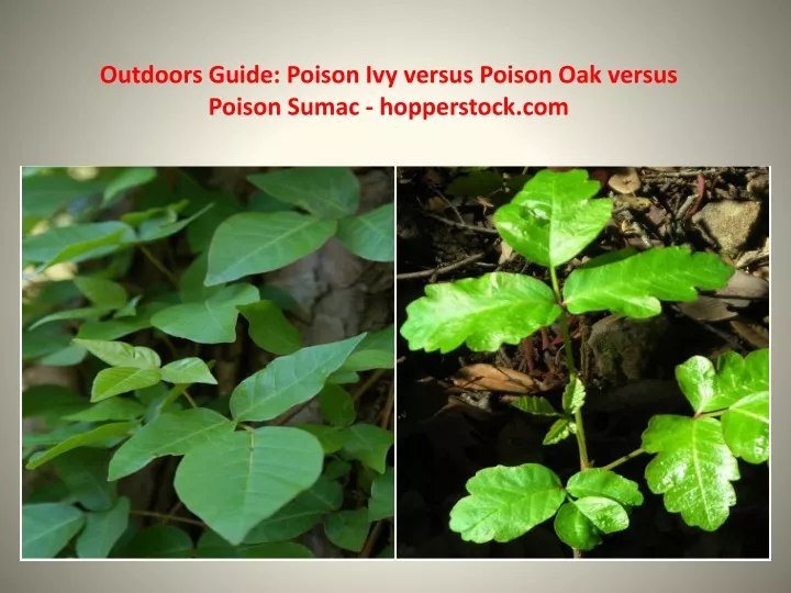 outdoors guide poison ivy versus poison