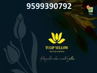 Tulip Yellow Sector 69 Gurgaon