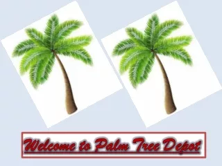 Little Information on Palm Tree Depot