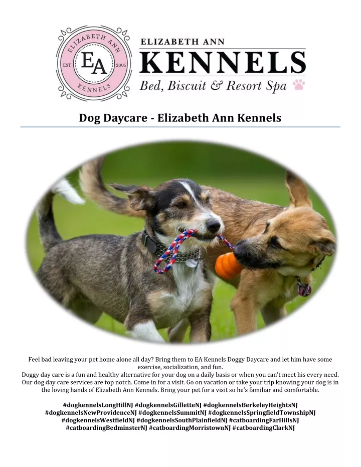 dog daycare elizabeth ann kennels