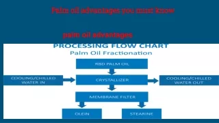 Palm oil advantages you must know