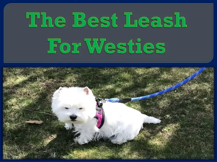 the best leash for westies