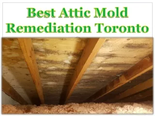 Best Attic Mold Remediation Toronto
