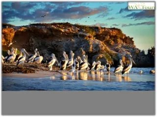 Explore The Captivating Swan Valley With WA Tours