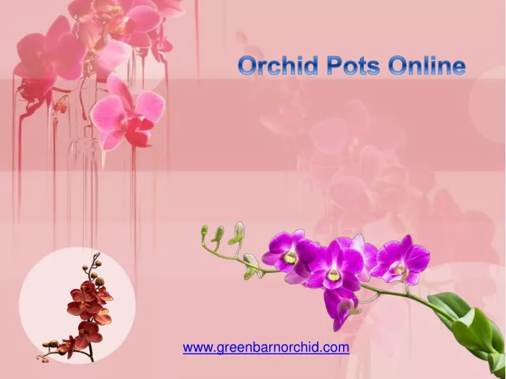 orchid pots online