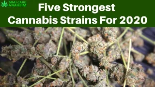 Five Strongest Cannabis Strains For 2020