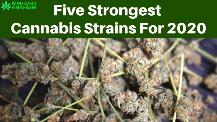 five strongest cannabis strains for 2020