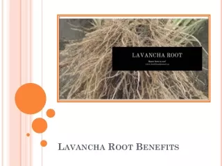 Amazing Lavancha Root Benefits - Health And Nature