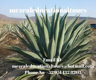 mezcal tasting tour Oaxaca