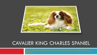 cavalier king charles spaniel