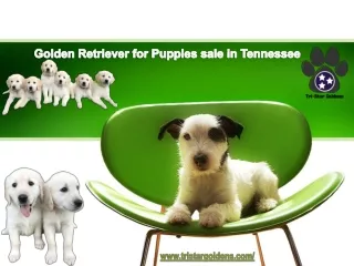 Tri-Star Golden Retriever for Sale in Tennessee