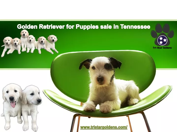 golden retriever for puppies sale in tennessee