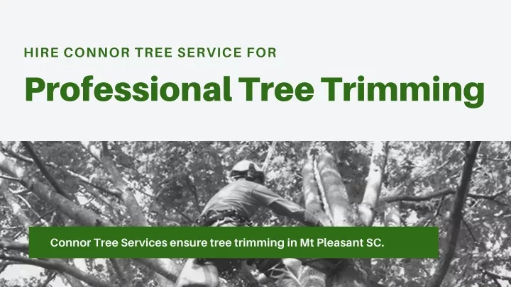 hire connor tree service for professional tree