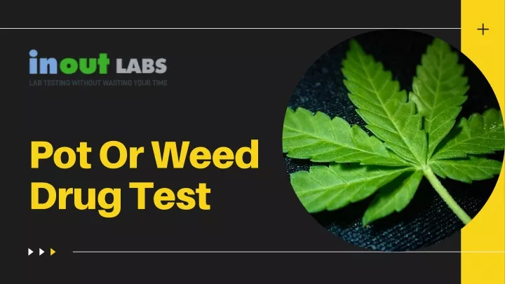 pot or weed drug test