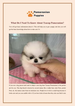 What Do I Need To Know About Teacup Pomeranian?