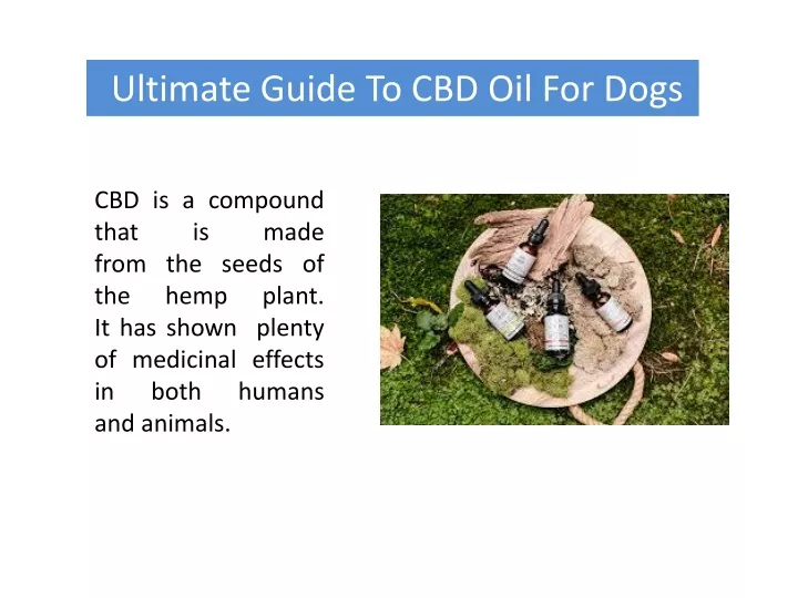 ultimate guide to cbd oil for dogs