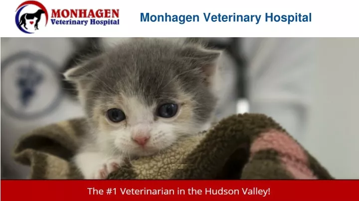monhagen veterinary hospital