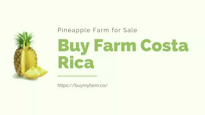 pineapple farm for sale buy farm costa rica