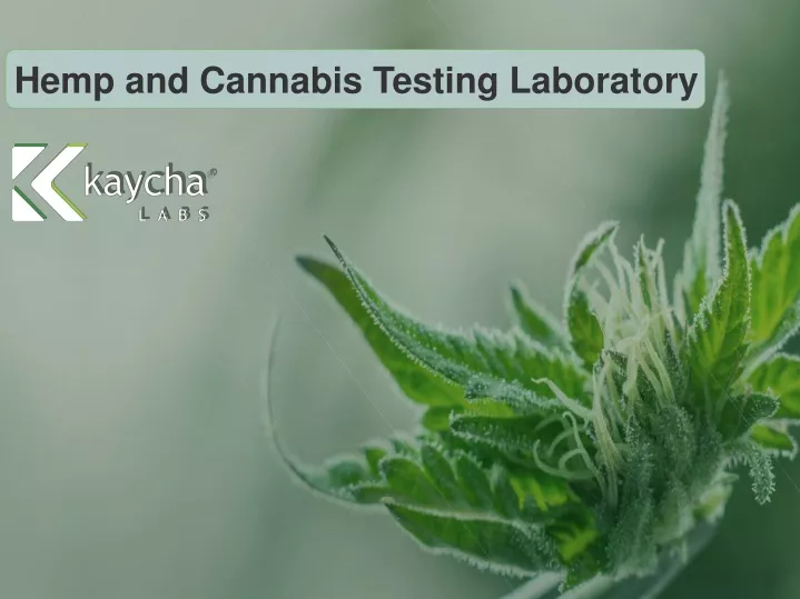 hemp and cannabis testing laboratory