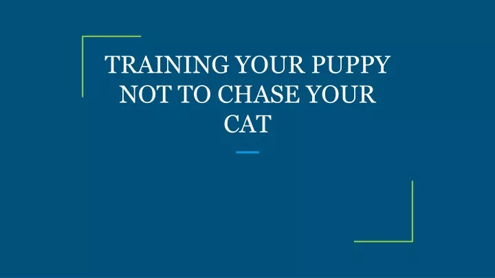 training your puppy not to chase your cat