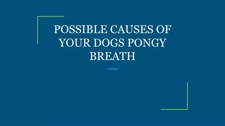 possible causes of your dogs pongy breath