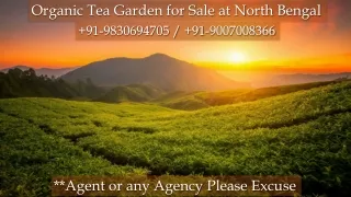 Organic Tea Garden for Sale at North Bengal
