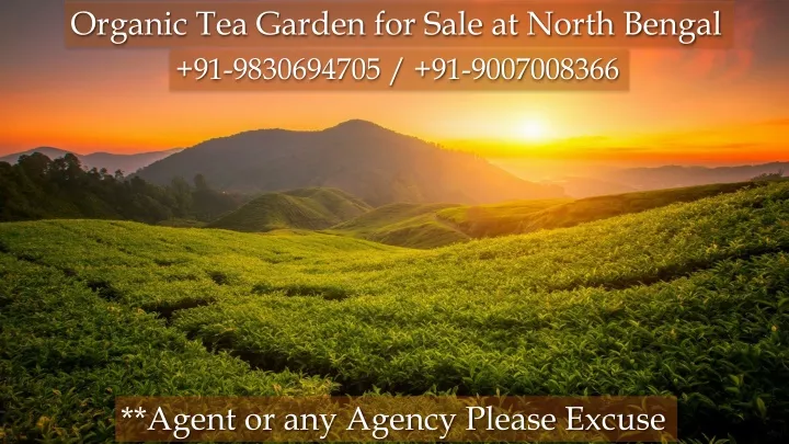 organic tea garden for sale at north bengal