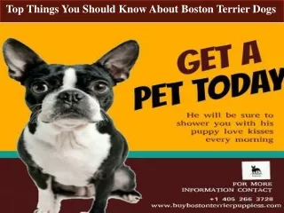 Top Things You Should Know About Boston Terrier Dogs