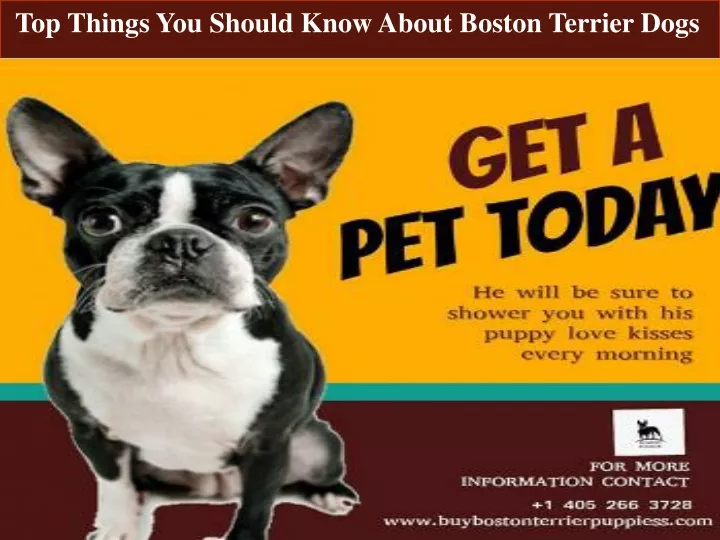 top things you should know about boston terrier