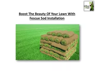 Boost The Beauty Of Your Lawn With Fescue Sod Installation