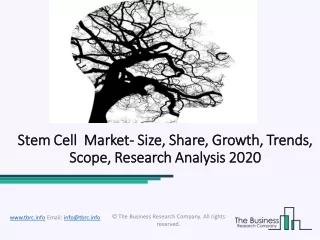 Global Stem Cell Market Opportunities And Industry Overview 2023