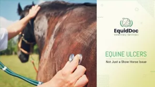 Equine Ulcers: Symptoms, Causes, and Diagnosis
