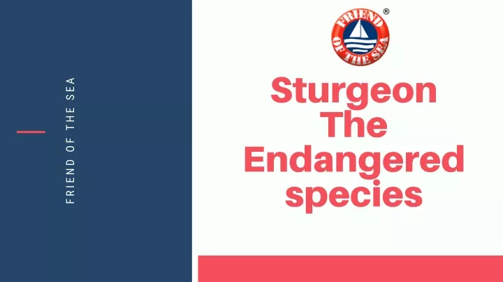 sturgeon the endangered species