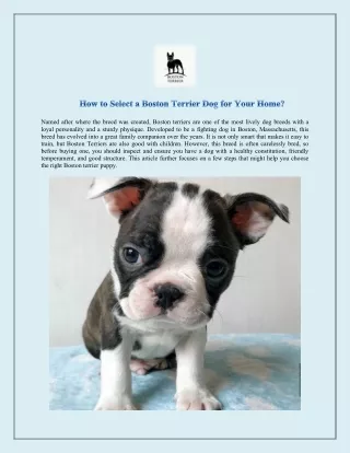 How to Select a Boston Terrier Dog for Your Home?