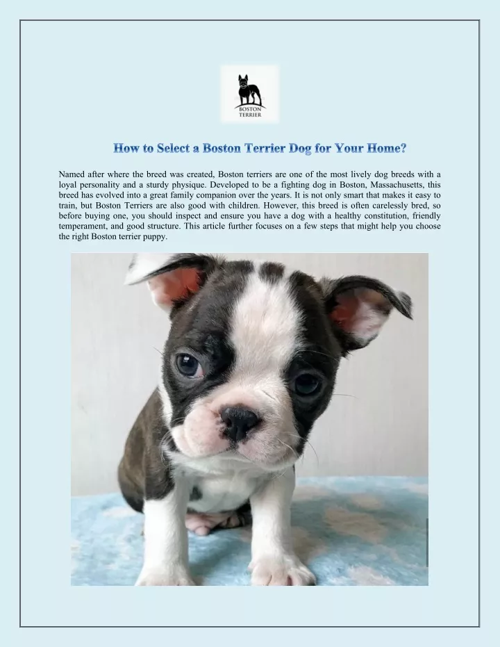 how to select a boston terrier dog for your home
