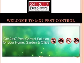 Cockroach Control Service in Delhi/NCR