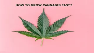 Learning easy steps to grow Cannabis for beginners