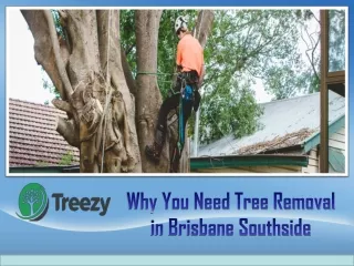 Why You Need Tree Removal in Brisbane Southside