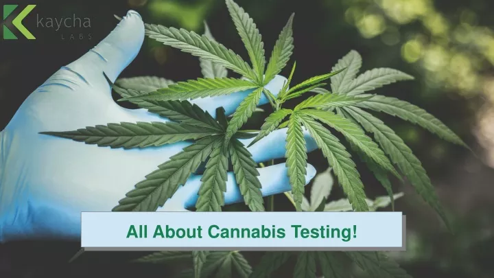 all about cannabis testing