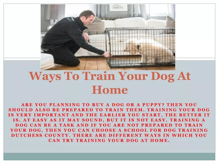 ways to train your dog at home