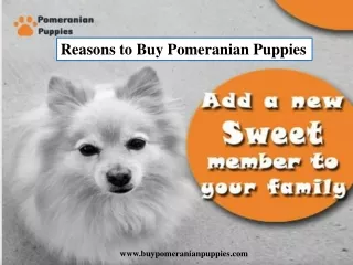 Reasons to Buy Pomeranian Puppies