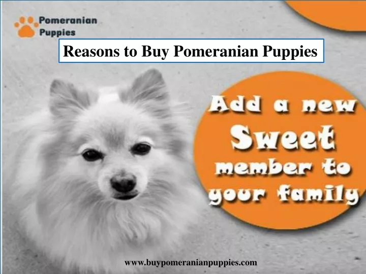 reasons to buy pomeranian puppies