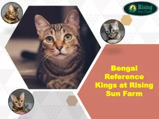 Bengal Kittens for sale at Rising Sun Farm