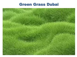 Beautiful With Green Grass Dubai