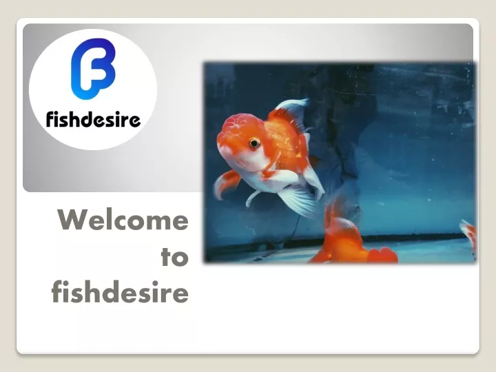 welcome to fishdesire