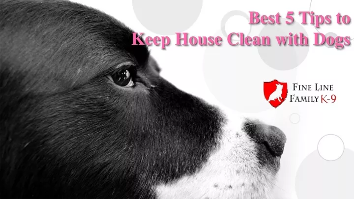 best 5 tips to keep house clean with dogs