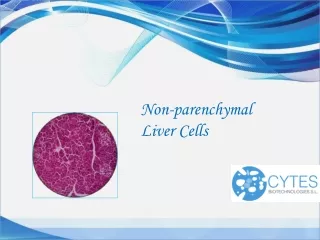 Cytesbiotechnologies.com: Non-parenchymal Liver Cells