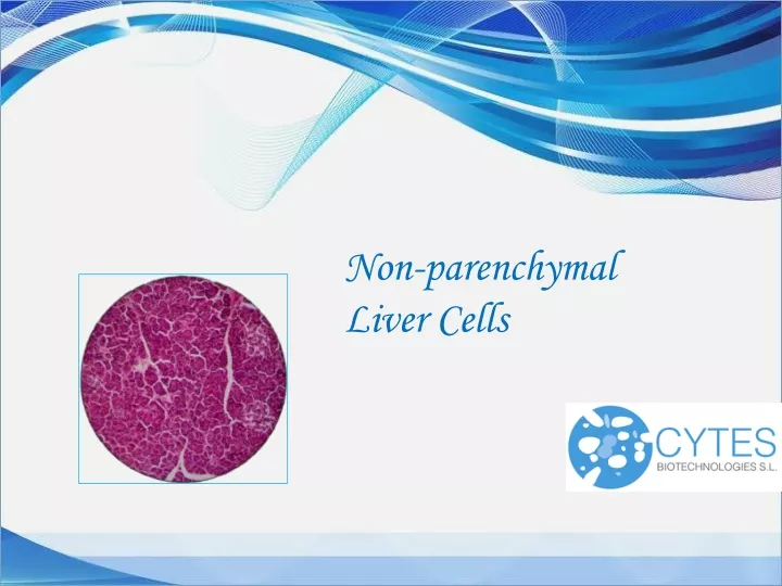 non parenchymal liver cells