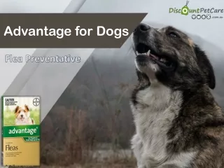 Buy Advantage for Dogs at best price in Australia - Flea Treatment