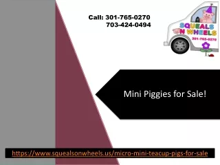 Pigs for Sale in Virginia - Squeals On Wheels